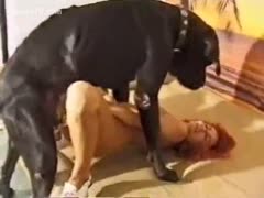 A black dog with a redhead doxy